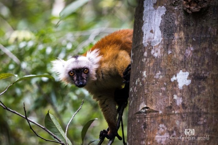 Madagascar Travel writing MadeleinWolf lemur 2