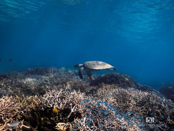 Madagascar Travel writing MadeleinWolf sea turtle 1