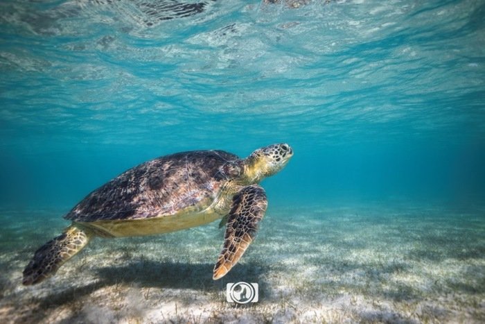 Madagascar Travel writing MadeleinWolf sea turtle 2