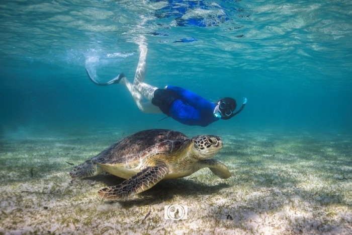 Madagascar Travel writing MadeleinWolf sea turtle 3
