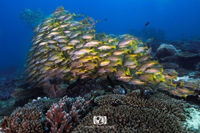 Madagascar Travel writing MadeleinWolf underwater 1