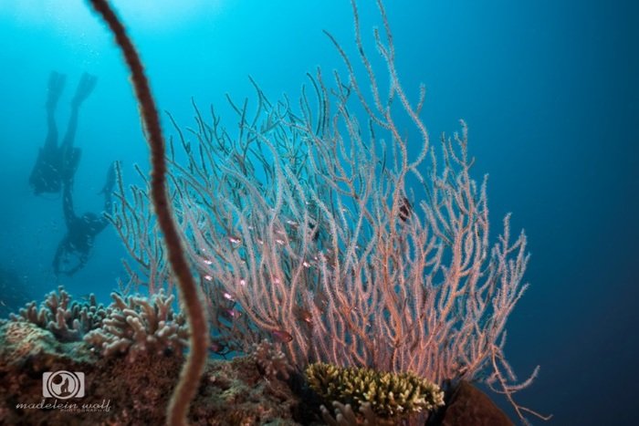 Madagascar Travel writing MadeleinWolf underwater 2