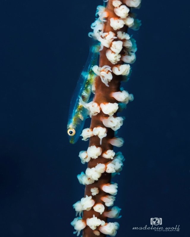 Madagascar Travel writing MadeleinWolf underwater 3