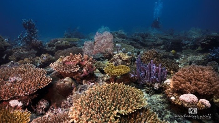 Madagascar Travel writing MadeleinWolf underwater 7