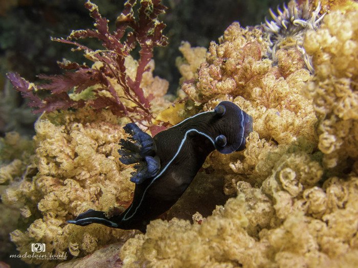 Naked gills of a Black nudibranch Tambja capensis1