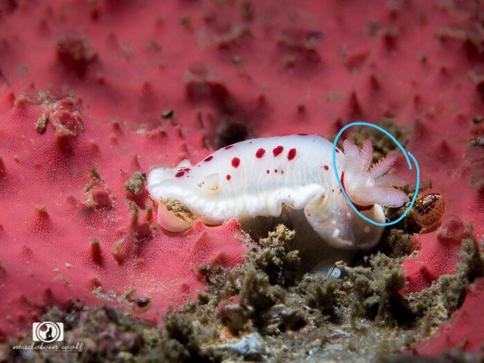 Nudibranch naked gills