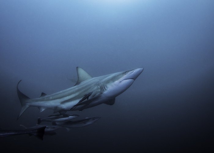 Oceanic Blacktip Shark MadeleinWolf photo