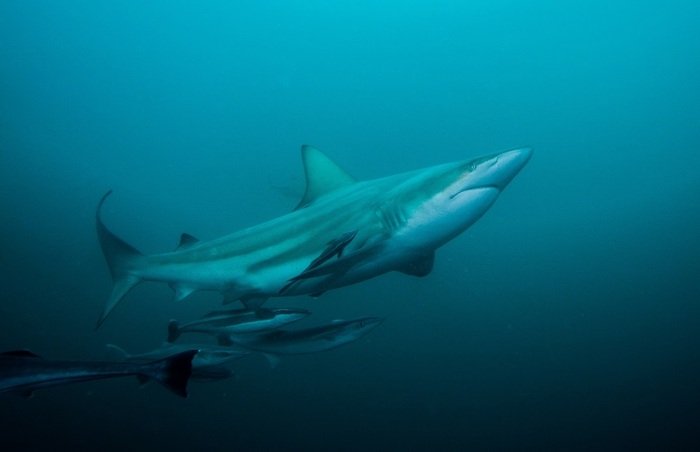 Oceanic blacktip shark