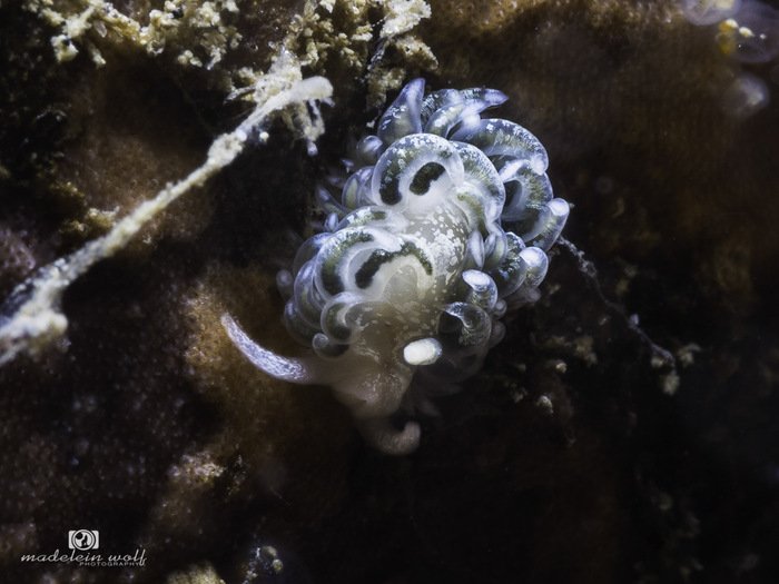 Olive nudibranch Facelina olivacea