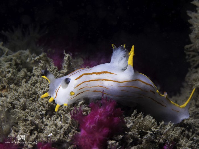 Orange stripe Crown Nudibranch Polycera sp b