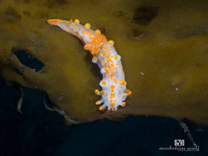 Orange clubbed nudibranch