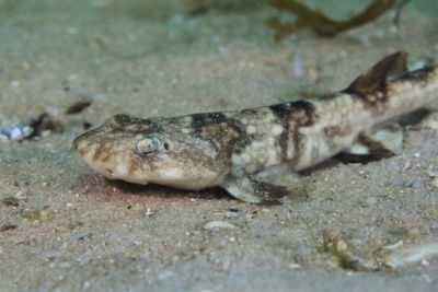 Puffadder shyshark Haploblepharus edwardsii