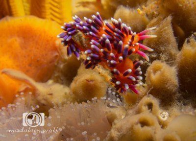 Purple Lady nudibranchs 1
