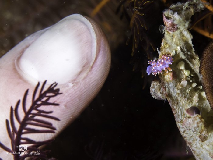 Purple lady nudibranch Flabellina funeka