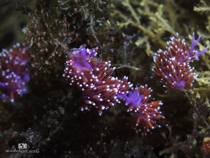 Purple lady nudibranch Flabellina funeka 2