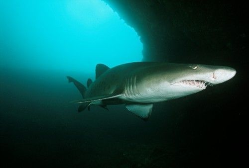 Ragged tooth shark interesting facts