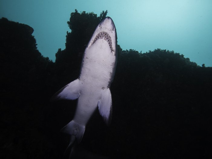 Ragged tooth shark also called the gray nurse shark sand tiger shark or blue nurse sand tiger MadeleinWolf photo 1 2