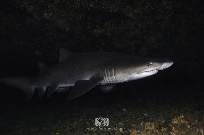 Ragged tooth shark inside a cave