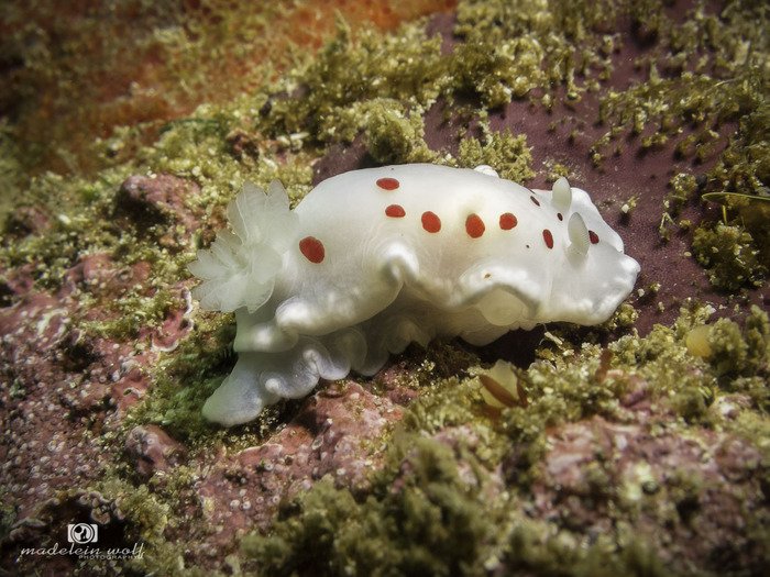 Red spotted Dorid Chromodoris heatherae