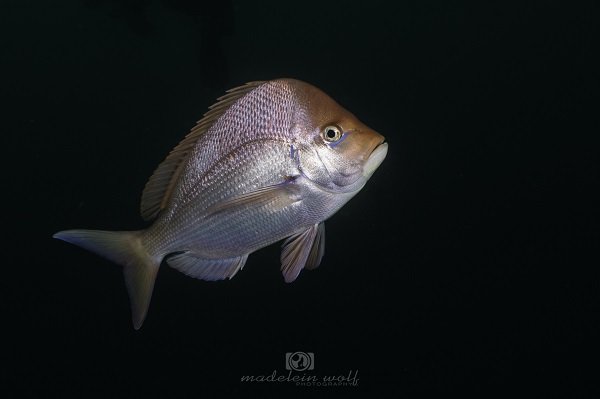 Reef fish on ProteaBanks