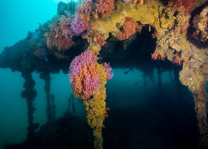 SAS Pietermaritzburg underwater 1