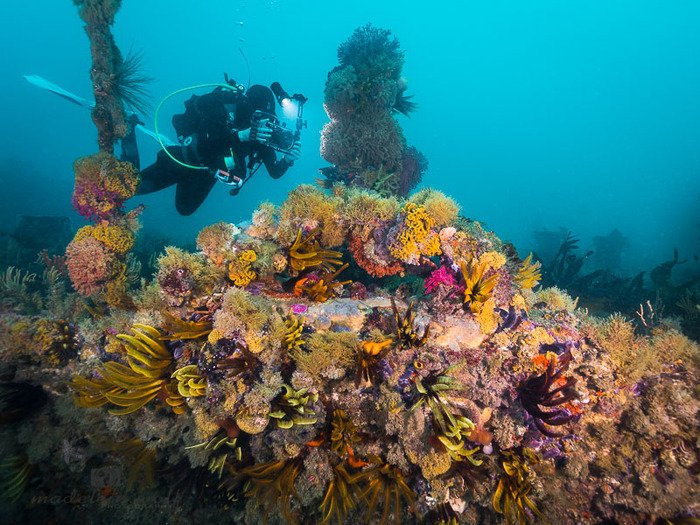 SAS Pietermaritzburg underwater 2