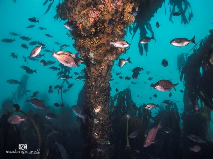 SS Maori Steamship Wreck Hout Bay 4