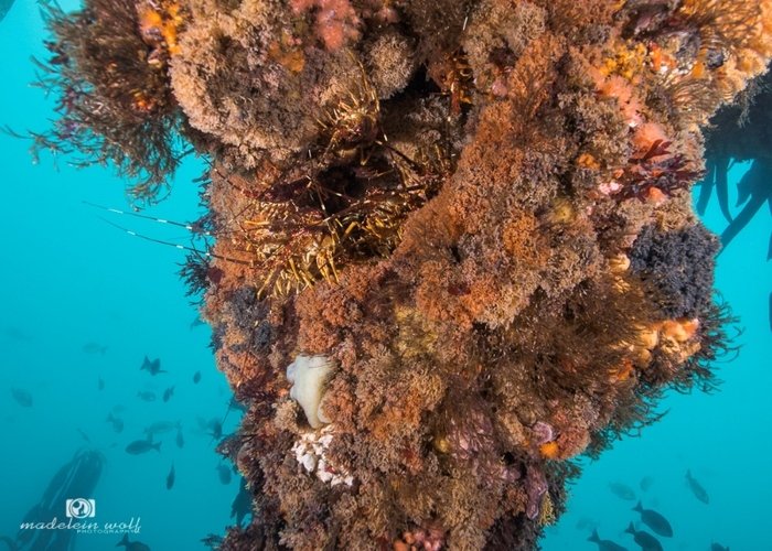 SS Maori Steamship Wreck Hout Bay 5