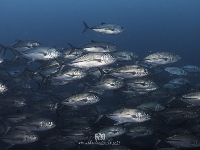 School of Bigeye Trevally fish