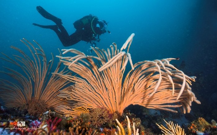 Scuba diving in False Bay Cape Town reef Madeleinwolf 1