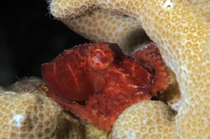 Star sucker Pygmy Octopus