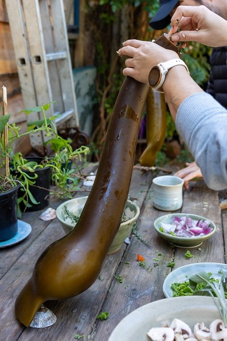 The hollow float of kelp can be used to cook food in on a fire