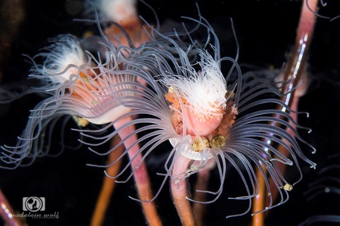 Tubular hydroids Tubularia warreni underwater with its pink and white polyps 1