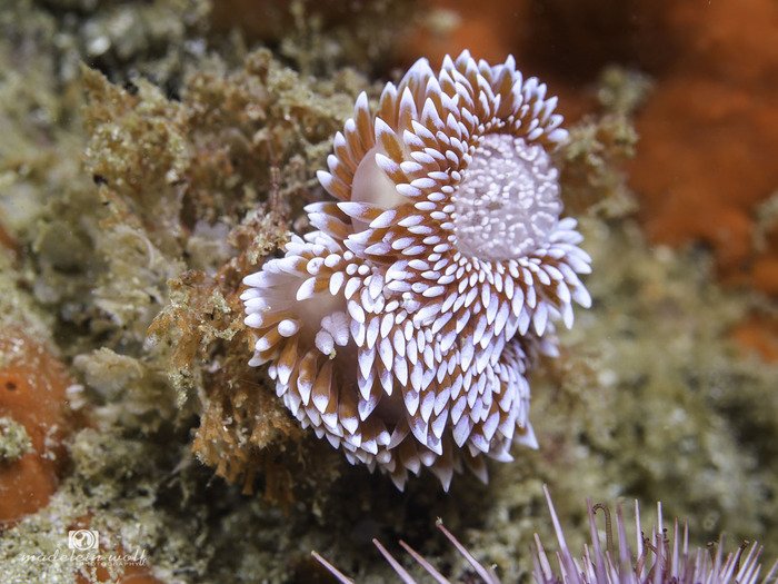 Two Silvertip nudibranchs underwater Janolus capensis with an egg mass