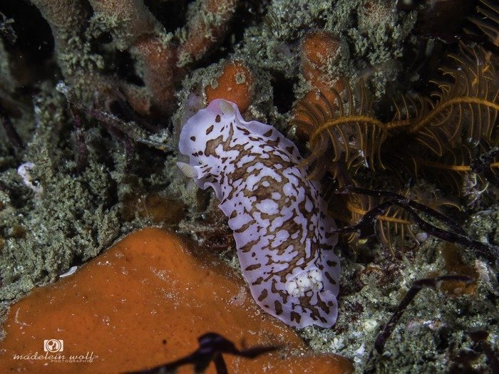 Variable dorid Aphelodoris brunnea