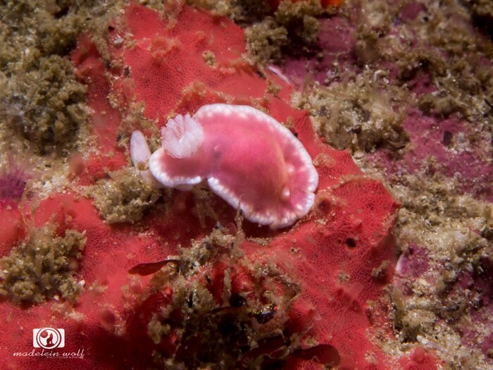 Veronica protea dorid 1