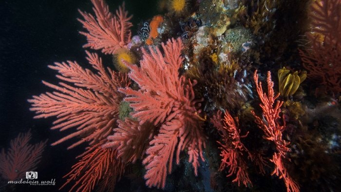 Vibrant reef in Gordons Bay Cape Town MadeleinWolf