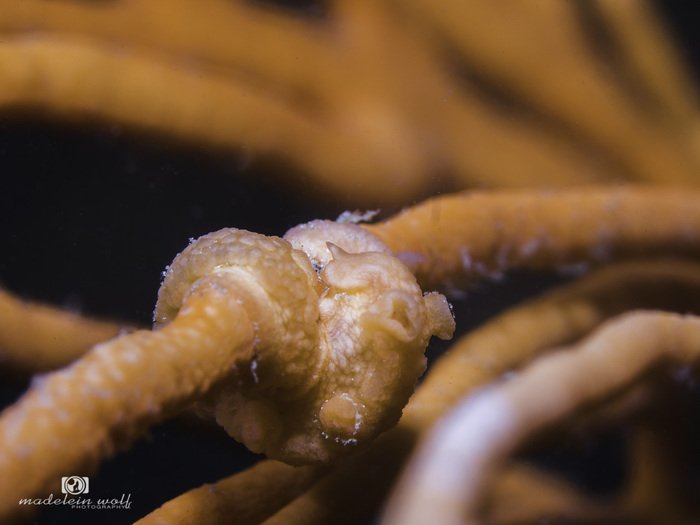 Whip fan nudibranch Tritonia nilsodhneri wrapped around the seafan
