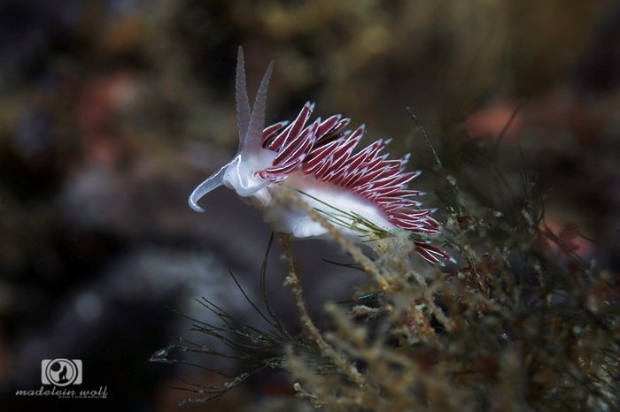 White edged nudibranch Flabellina capensis Madelein Wolf Photography 1