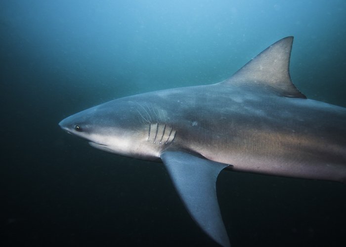 Zambezi bull shark MadeleinWolf photo