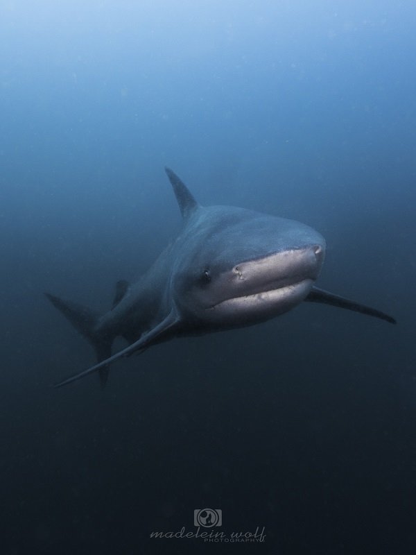 Zambezi shark