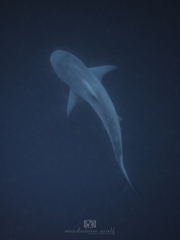 Zambezi shark circling below