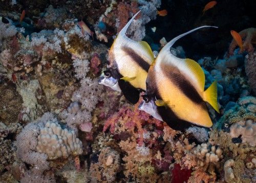 bannerfish underwater photography reef