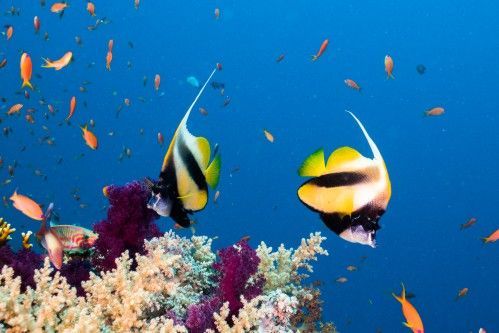 bannerfish underwater photography water