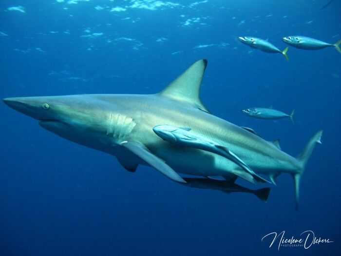 blacktip shark sml