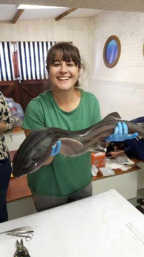 blood parasite research catsharks 2