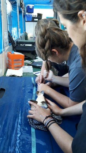 blood parasite research catsharks 3
