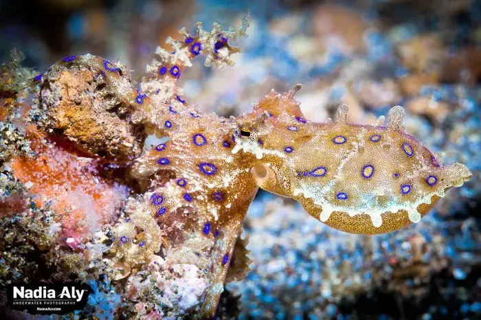 blue ringed octopus