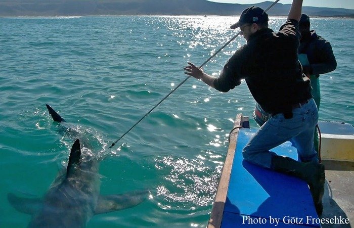 capturing dna sample from shark