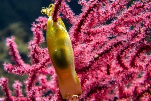 catshark egg murmaids purse